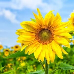 Meet your Posher, Gen